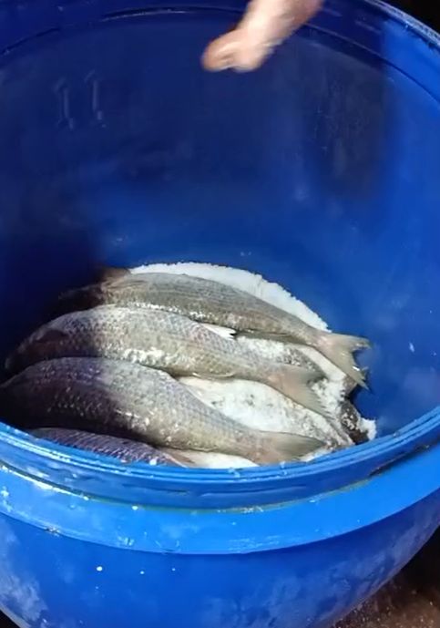 وضع السمك في البرميل بطريقة معينة وضع السمك في البرميل بطريقة معينة