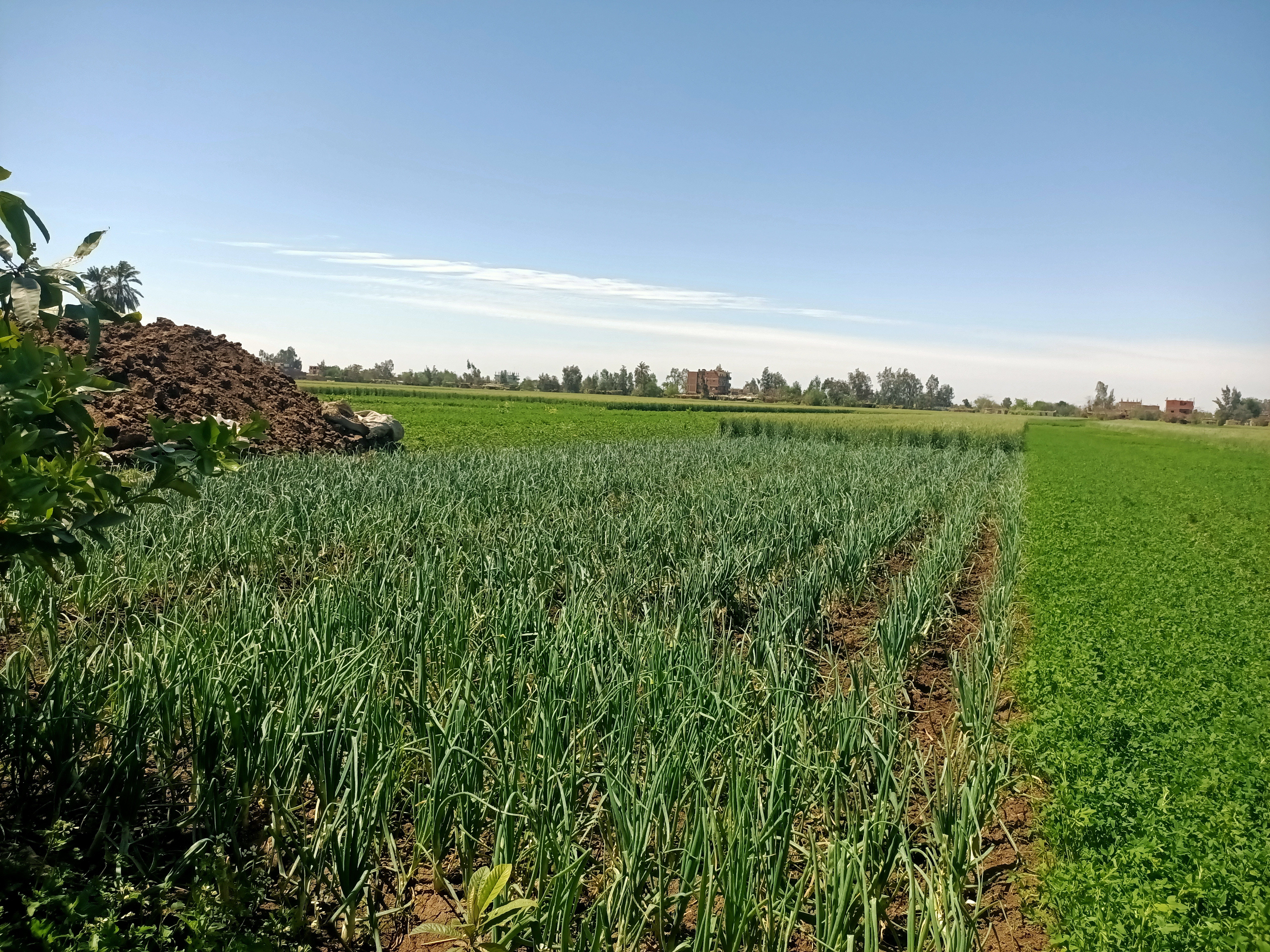 محصول الثوم (2) محصول الثوم (2)