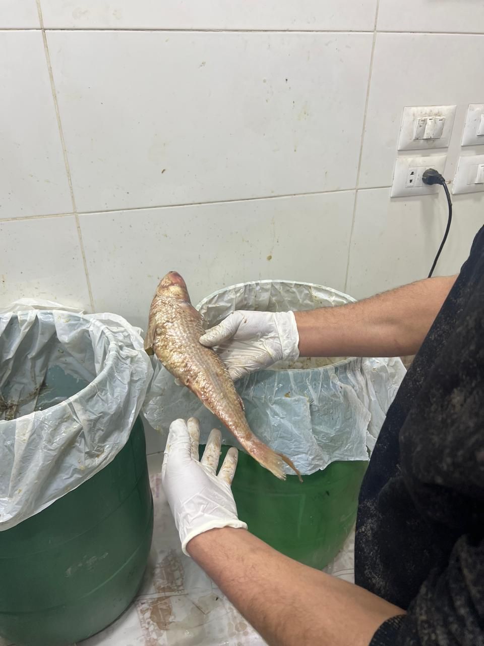 الفسيخ وموسم الاسماك المملحة الفسيخ وموسم الاسماك المملحة