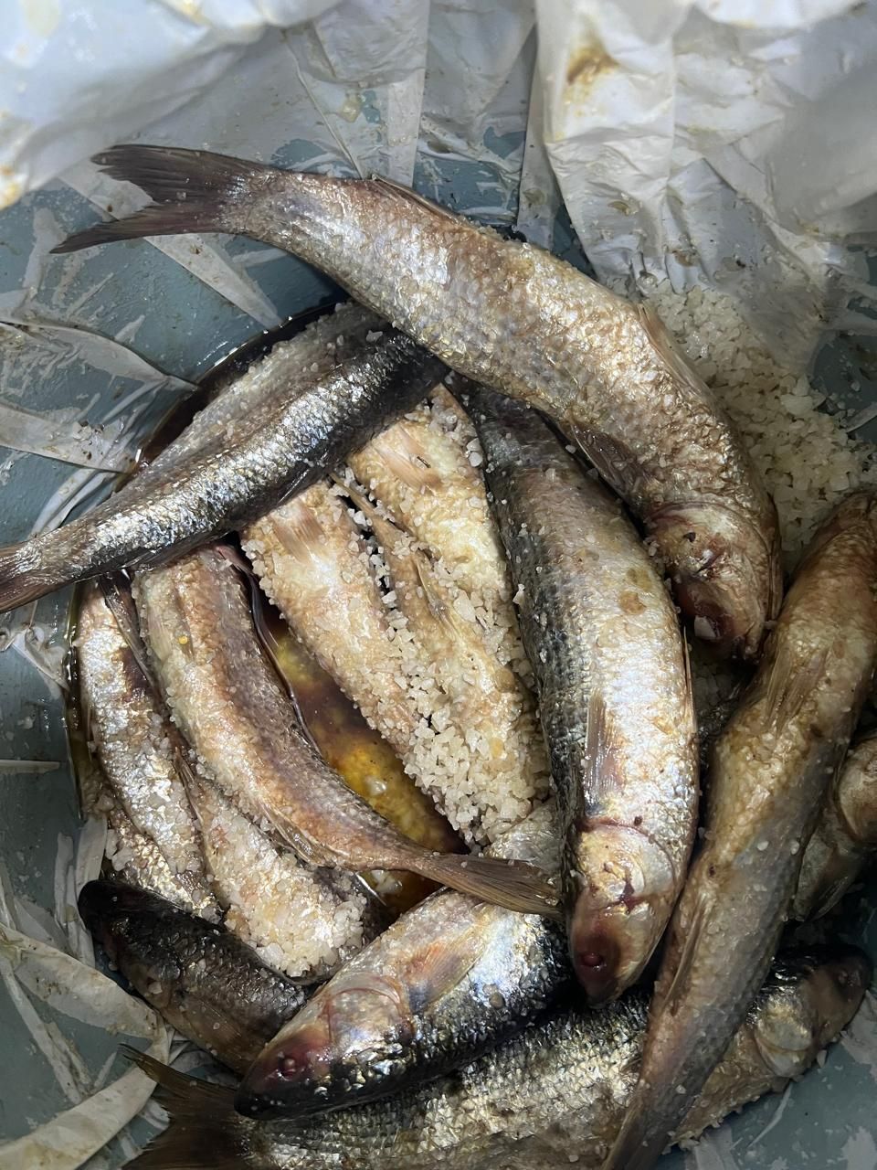 فسيخ مملح فسيخ مملح