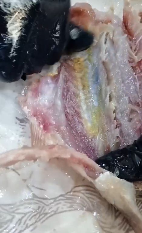 جودة السمكة تعرفها من شكلها الوردي جودة السمكة تعرفها من شكلها الوردي