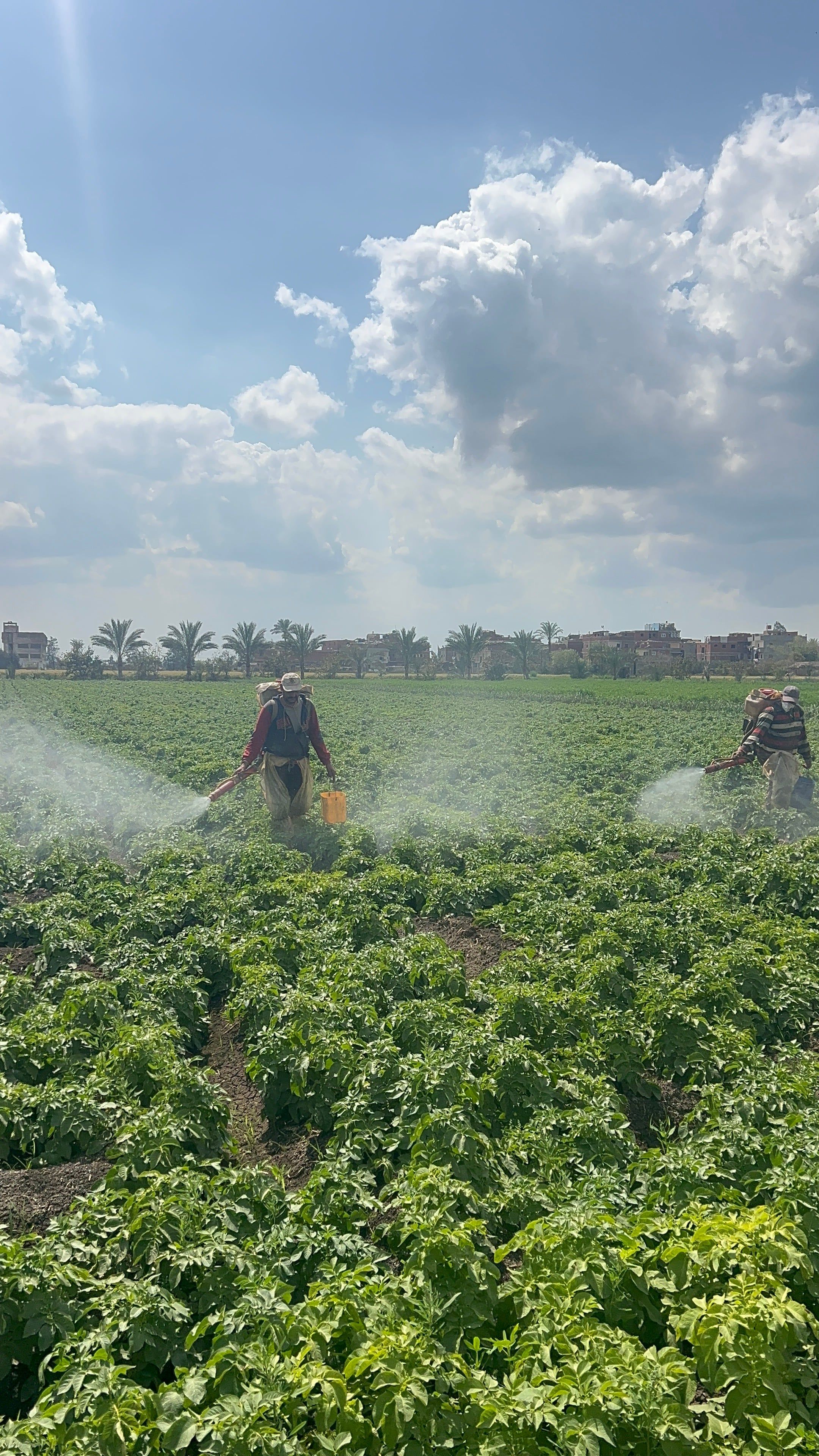 البطاطس البطاطس