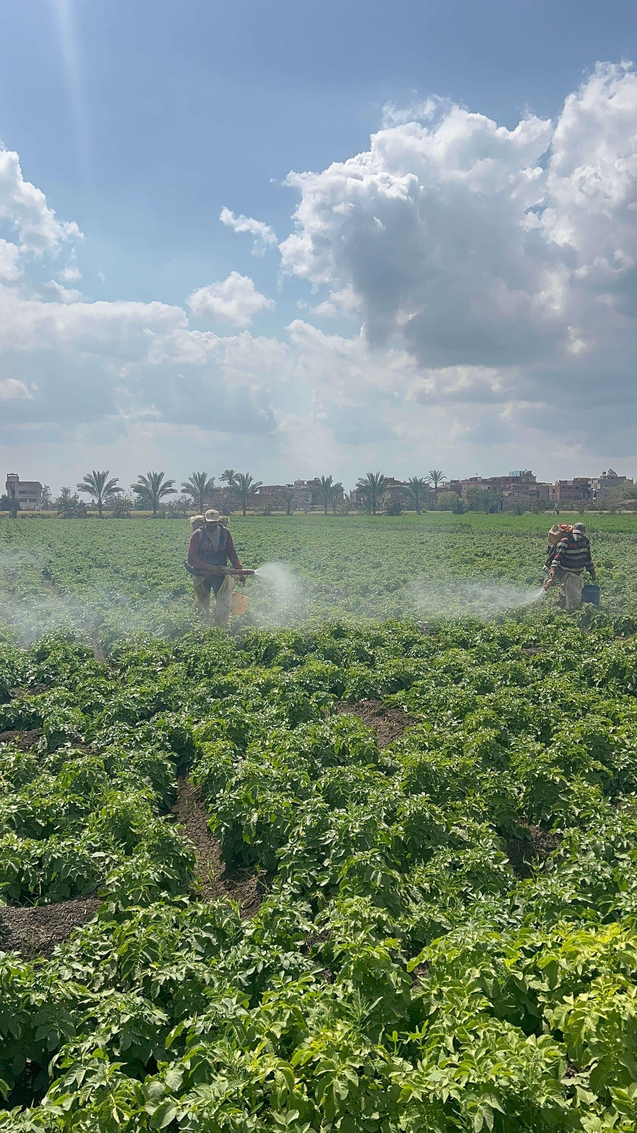 محصول البطاطس محصول البطاطس