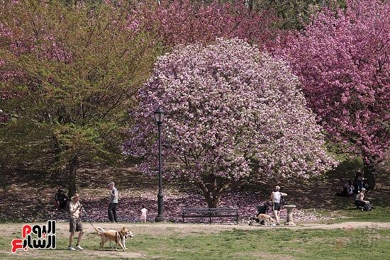 الربيع فى مدينة نيويورك الربيع فى مدينة نيويورك