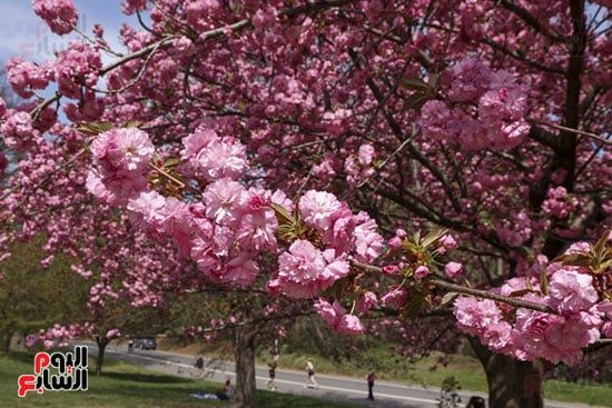 زهور الربيع تتفتح فى نيويورك زهور الربيع تتفتح فى نيويورك