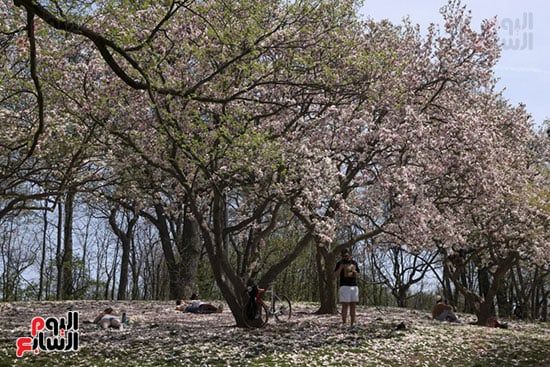 أجواء الربيع فى أمريكا أجواء الربيع فى أمريكا