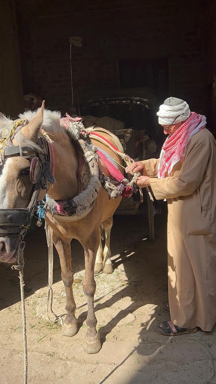 أثناء شدة الحصان أثناء شدة الحصان