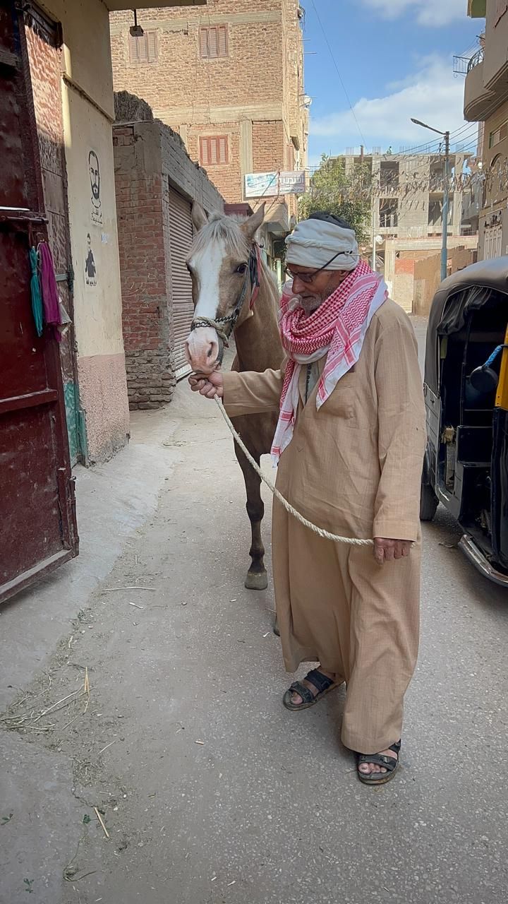 عم بركات وحصانه عم بركات وحصانه