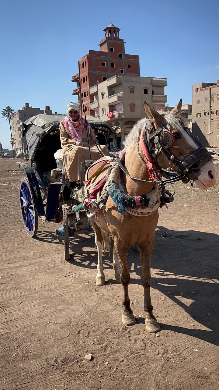 عم بركات يحب حنطوره ويحافظ عليه رغم انقراض المهنة عم بركات يحب حنطوره ويحافظ عليه رغم انقراض المهنة