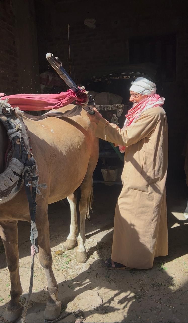 اثناء تجهيز الحنطور للخروج اثناء تجهيز الحنطور للخروج