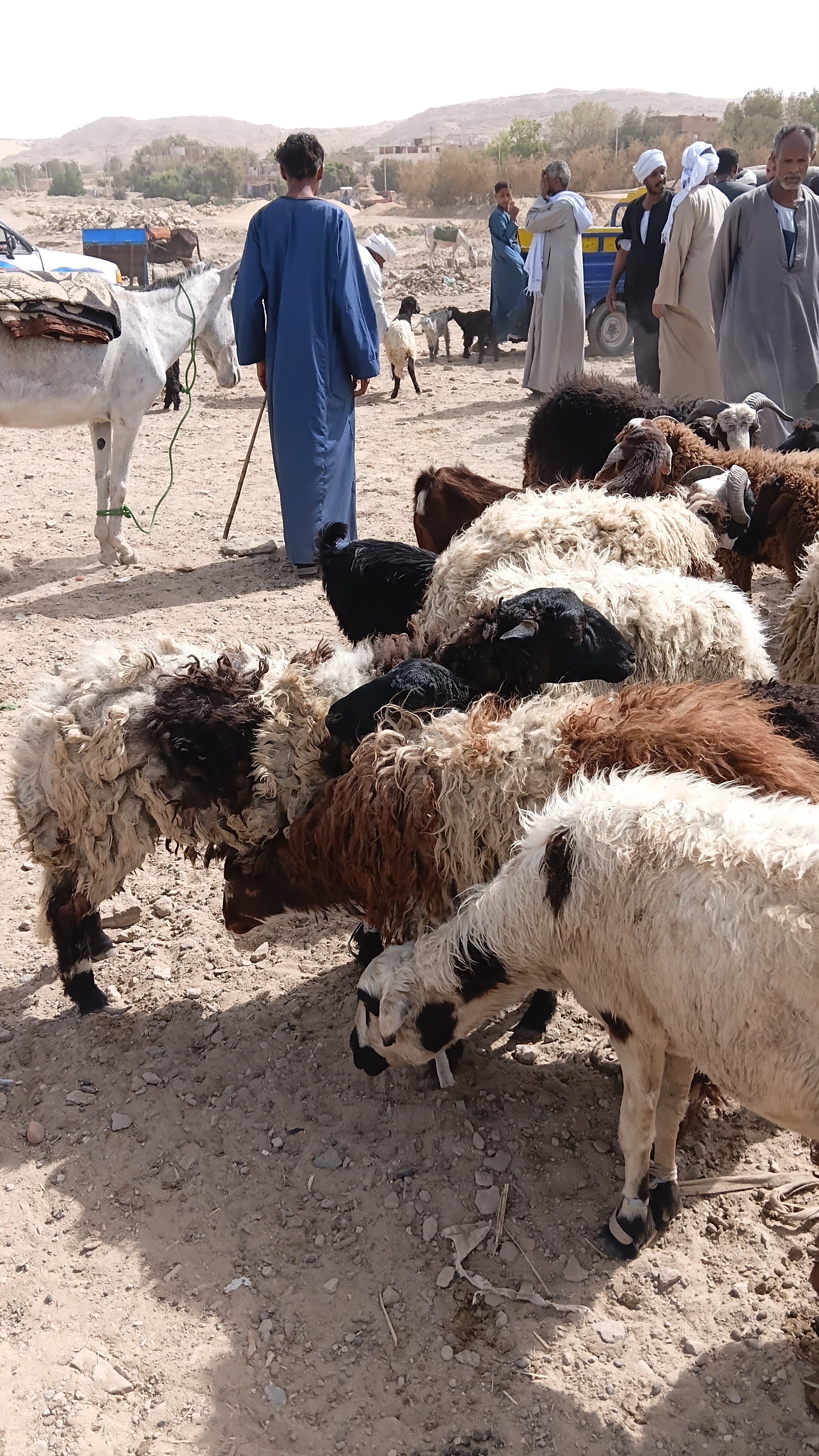 جانب من اسواق أسوان جانب من اسواق أسوان