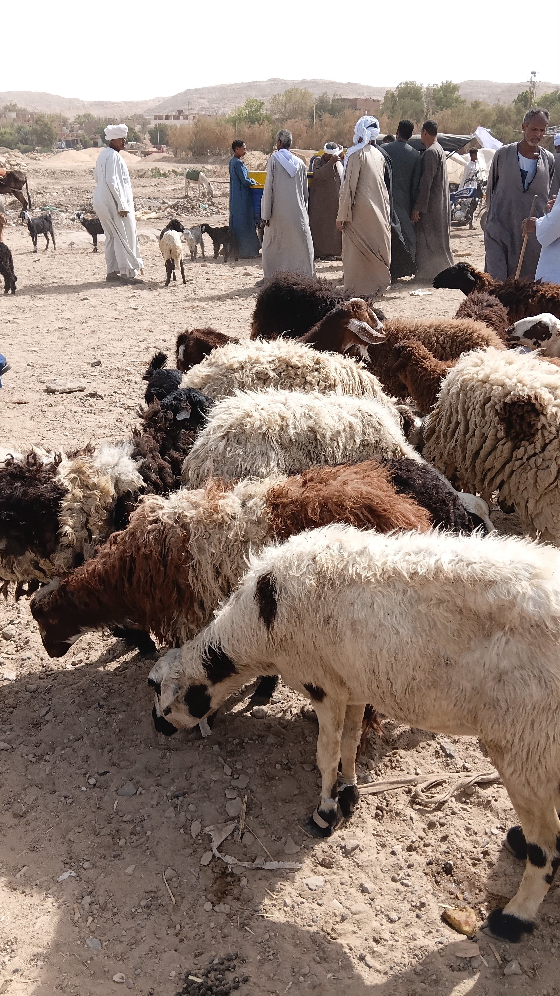 خراف معروضة خراف معروضة