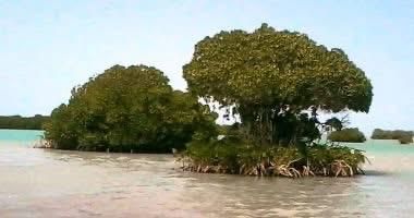 حضانة البحر الاحمر، حضانة البحر الاحمر،