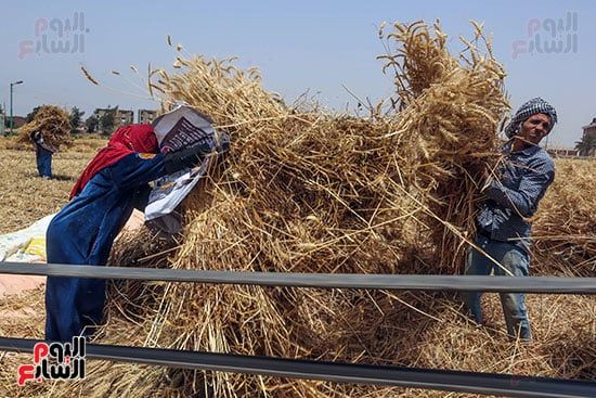 حصاد محصول القمح فى الجيزة (1) حصاد محصول القمح فى الجيزة (1)