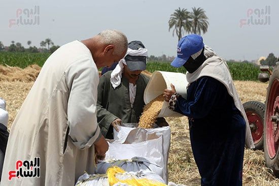 حصاد محصول القمح فى الجيزة (8) حصاد محصول القمح فى الجيزة (8)