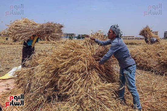 حصاد محصول القمح فى الجيزة (5) حصاد محصول القمح فى الجيزة (5)