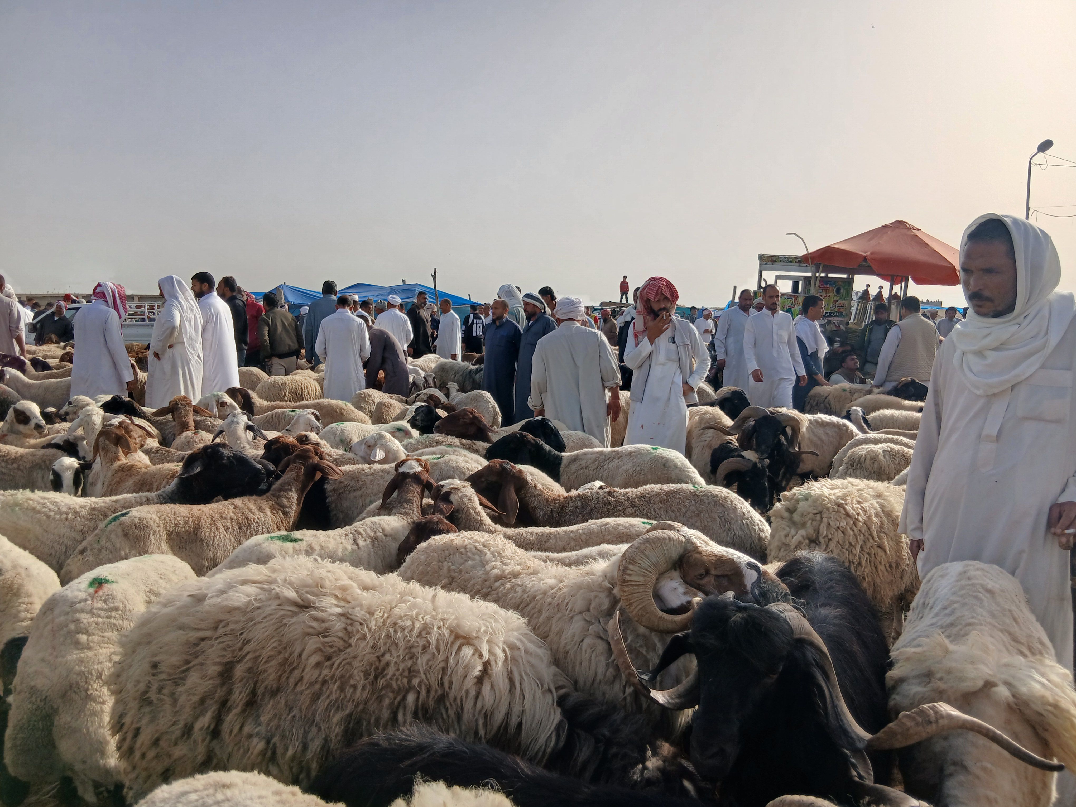 سوق العامرية للمواشي سوق العامرية للمواشي
