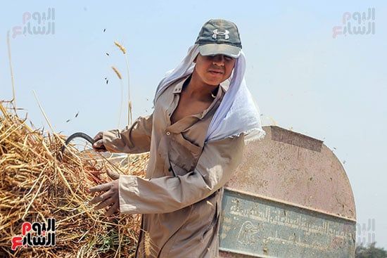 حصاد محصول القمح فى الجيزة (13) حصاد محصول القمح فى الجيزة (13)