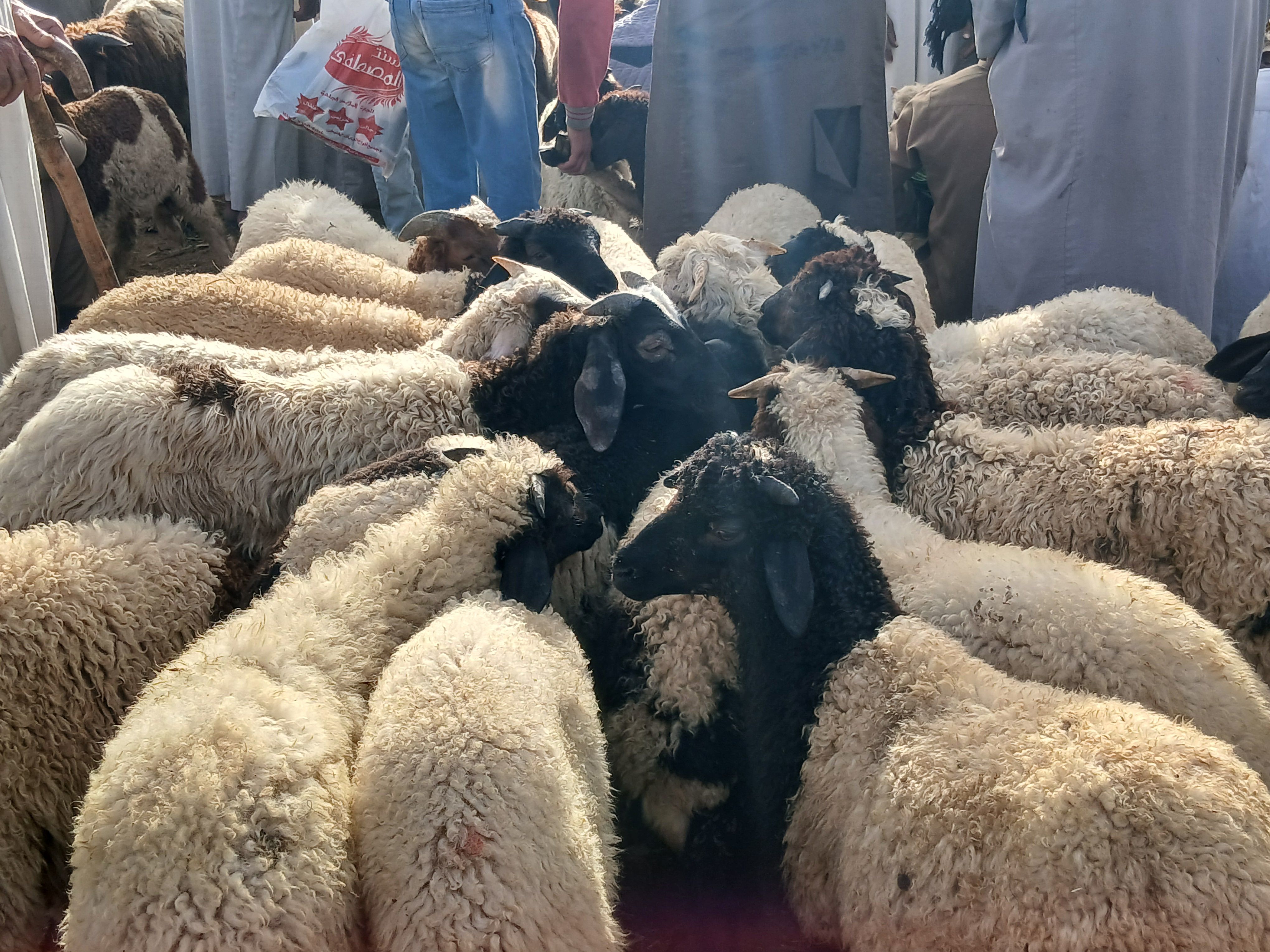 الاضاحي في سوق العامرية الاضاحي في سوق العامرية
