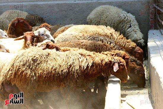 شوادر الأضاحى 2 (11) شوادر الأضاحى 2 (11)