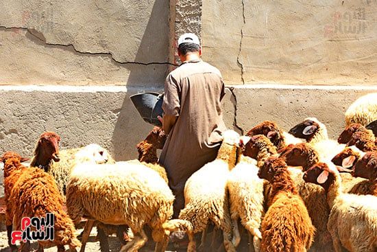شوادر الأضاحى 2 (5) شوادر الأضاحى 2 (5)