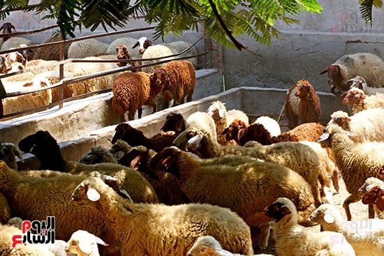 شوادر الأضاحى 2 (15) شوادر الأضاحى 2 (15)