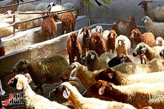 شوادر الأضاحى 2 (14) شوادر الأضاحى 2 (14)