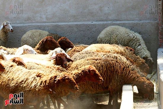 شوادر الأضاحى 2 (10) شوادر الأضاحى 2 (10)