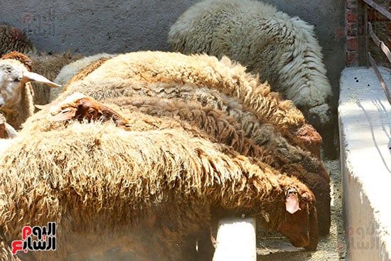 شوادر الأضاحى 2 (12) شوادر الأضاحى 2 (12)