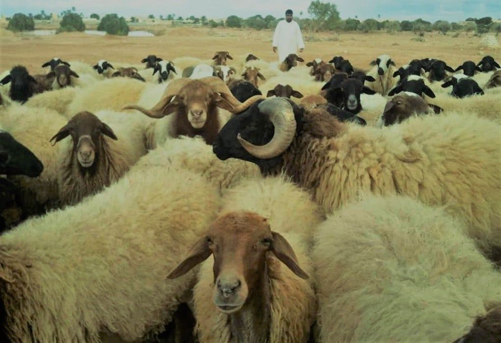 اغنام البرقي تتركز في الصحراء الغربية اغنام البرقي تتركز في الصحراء الغربية