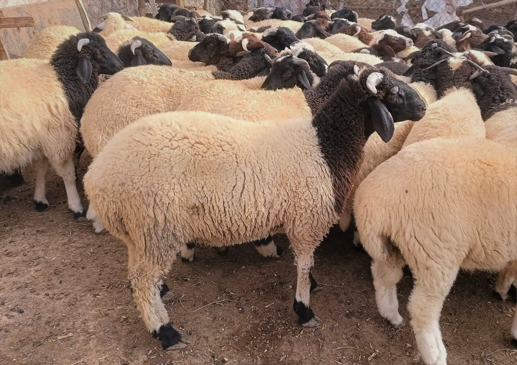 اغنام البرقي ذات السلالة الجيدة والمميزة اغنام البرقي ذات السلالة الجيدة والمميزة