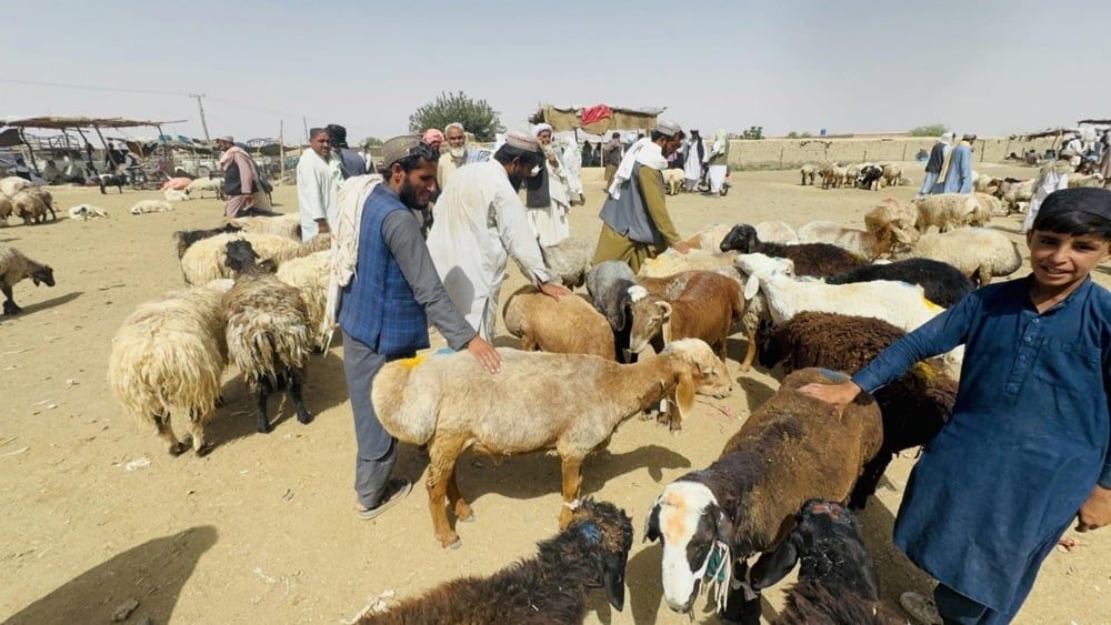 استعدادات عيد الأضحى فى باكستان (7) استعدادات عيد الأضحى فى باكستان (7)