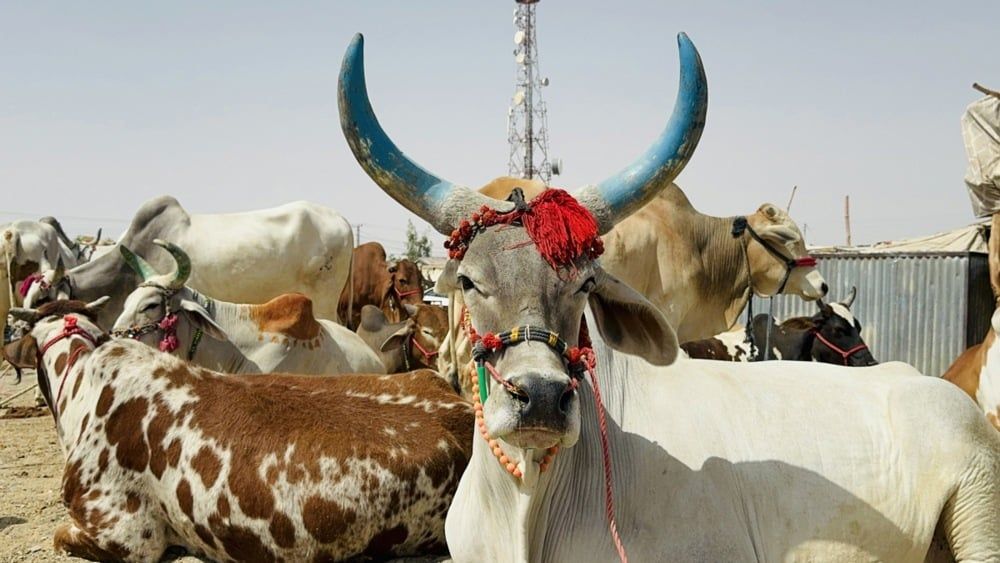 استعدادات عيد الأضحى فى باكستان (5) استعدادات عيد الأضحى فى باكستان (5)