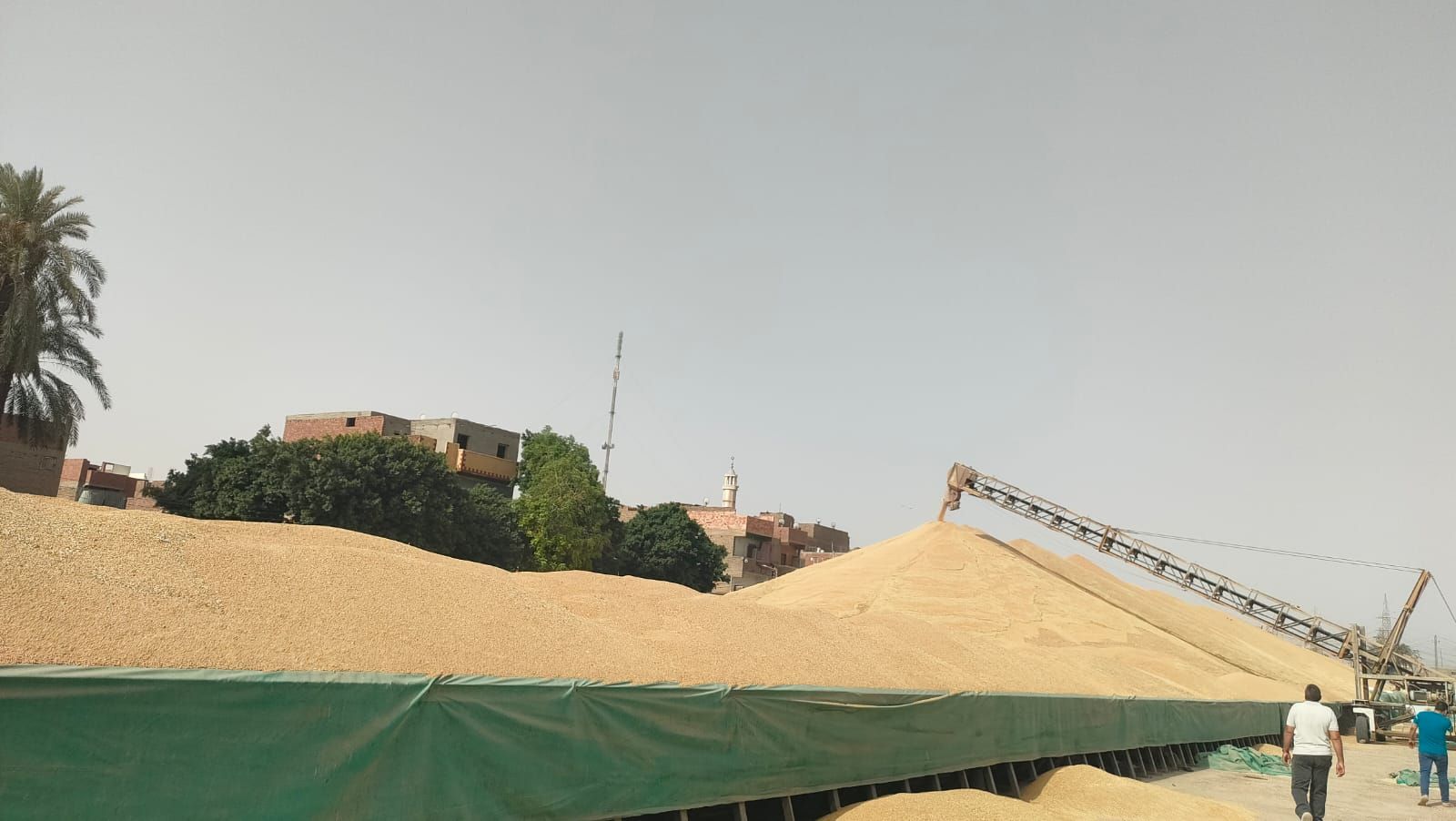 كميات القمح التى تم توريدها للشون والصوامع بالأقصر كميات القمح التى تم توريدها للشون والصوامع بالأقصر