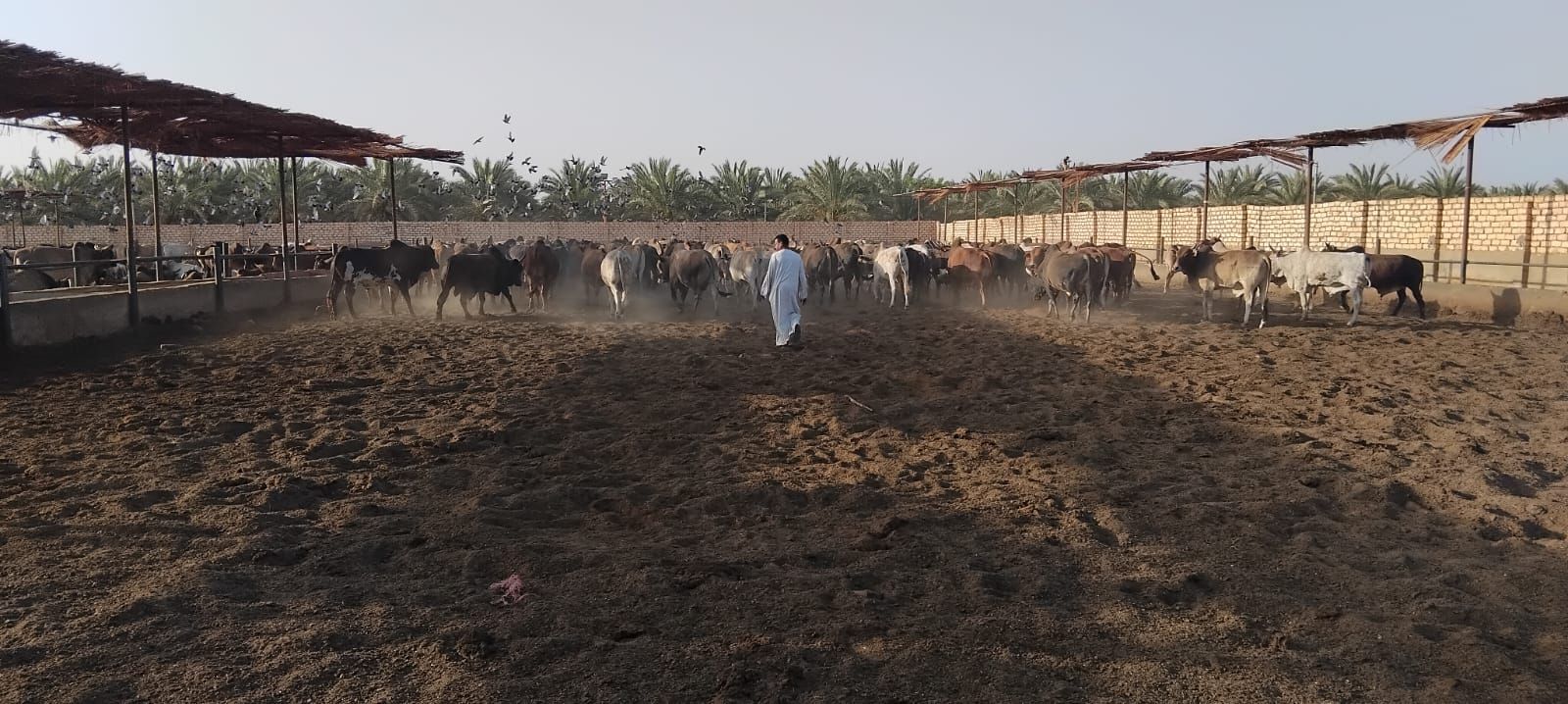 الأوقاف تتابع تجهيز الأضاحي بمجازر أبو سمبل استعدادًا لعيد الأضحى الأوقاف تتابع تجهيز الأضاحي بمجازر أبو سمبل استعدادًا لعيد الأضحى