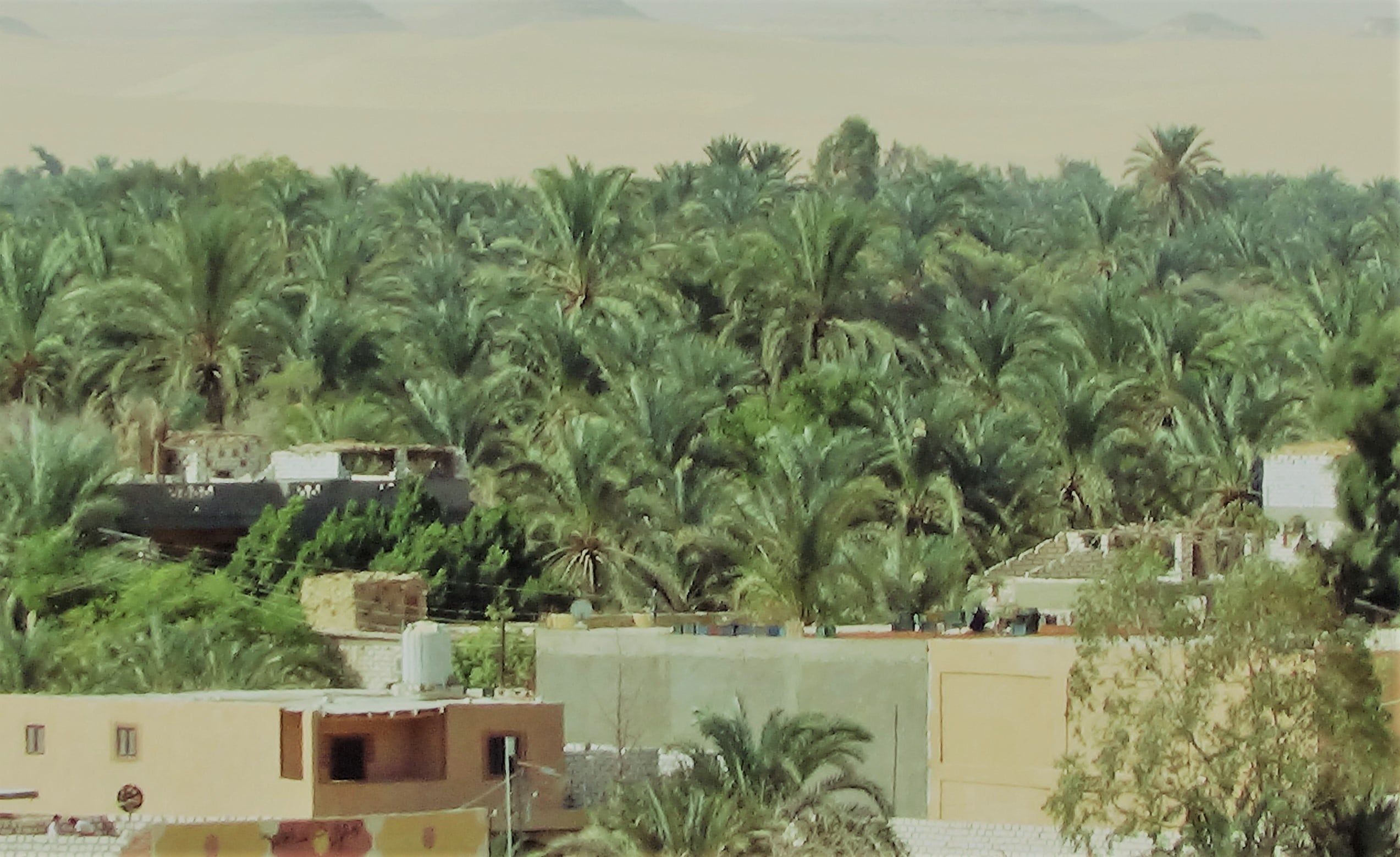 اشجار النخيل تغطي واحة سيوة اشجار النخيل تغطي واحة سيوة