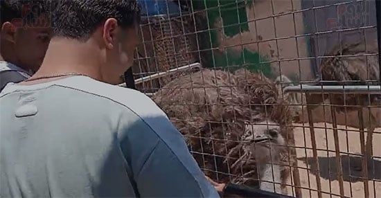 نعام-يأكل-جزر نعام-يأكل-جزر