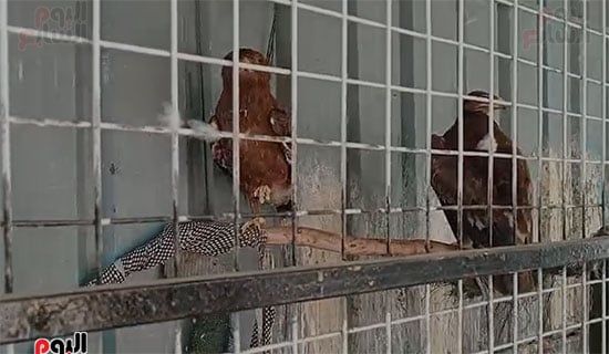 صقور-وعقاب صقور-وعقاب
