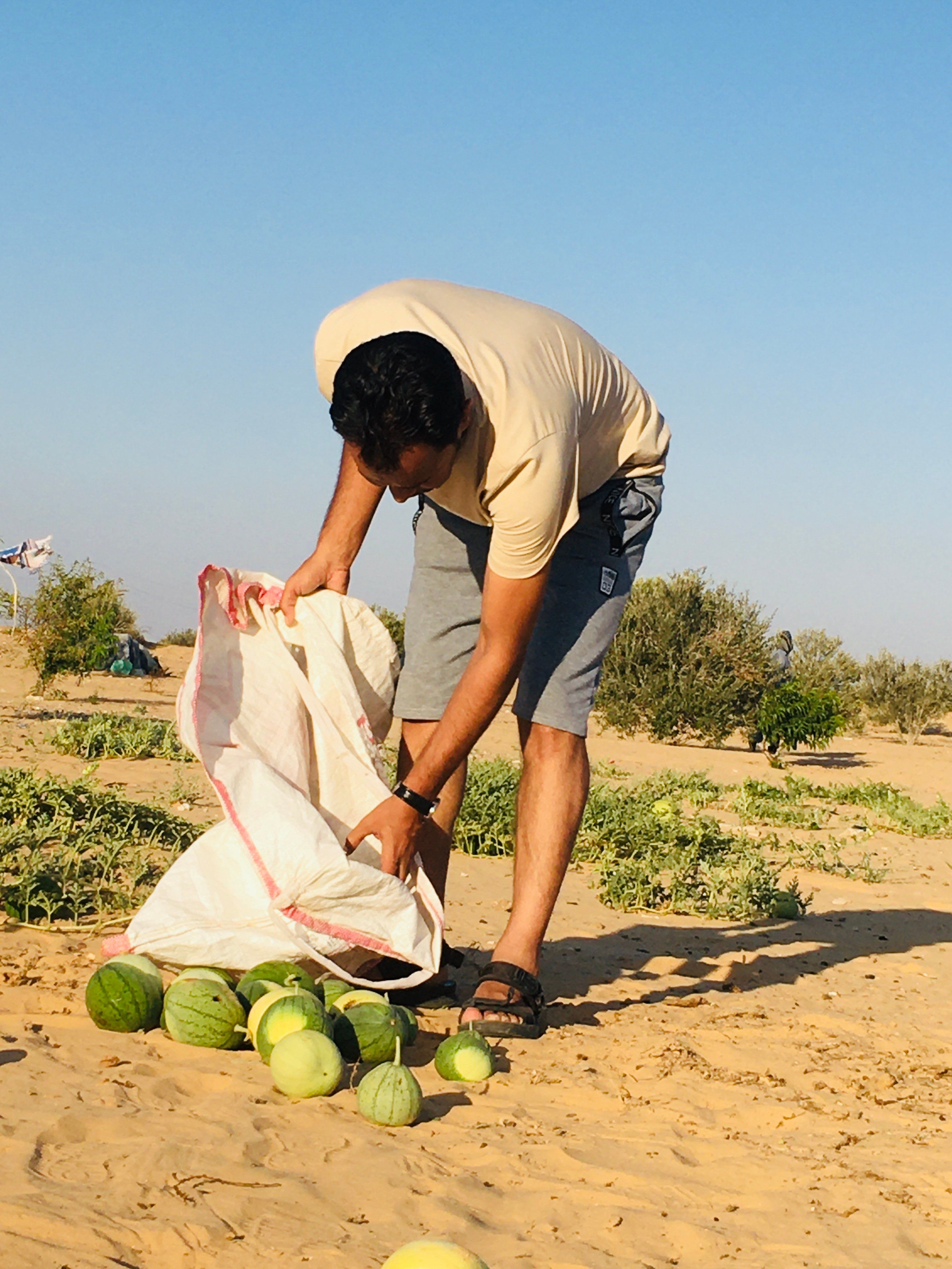 اثناء جمع “ الشوي” اثناء جمع “ الشوي”