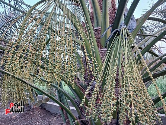 البلح-البرحى البلح-البرحى