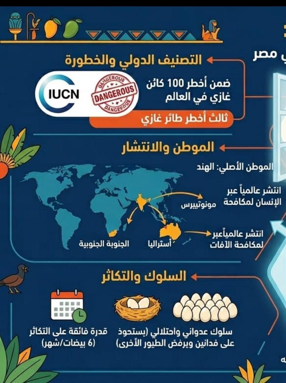 طائر المنيا طائر المنيا