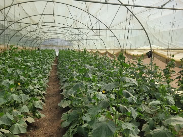 مشروعات الصوب الزراعية مشروعات الصوب الزراعية