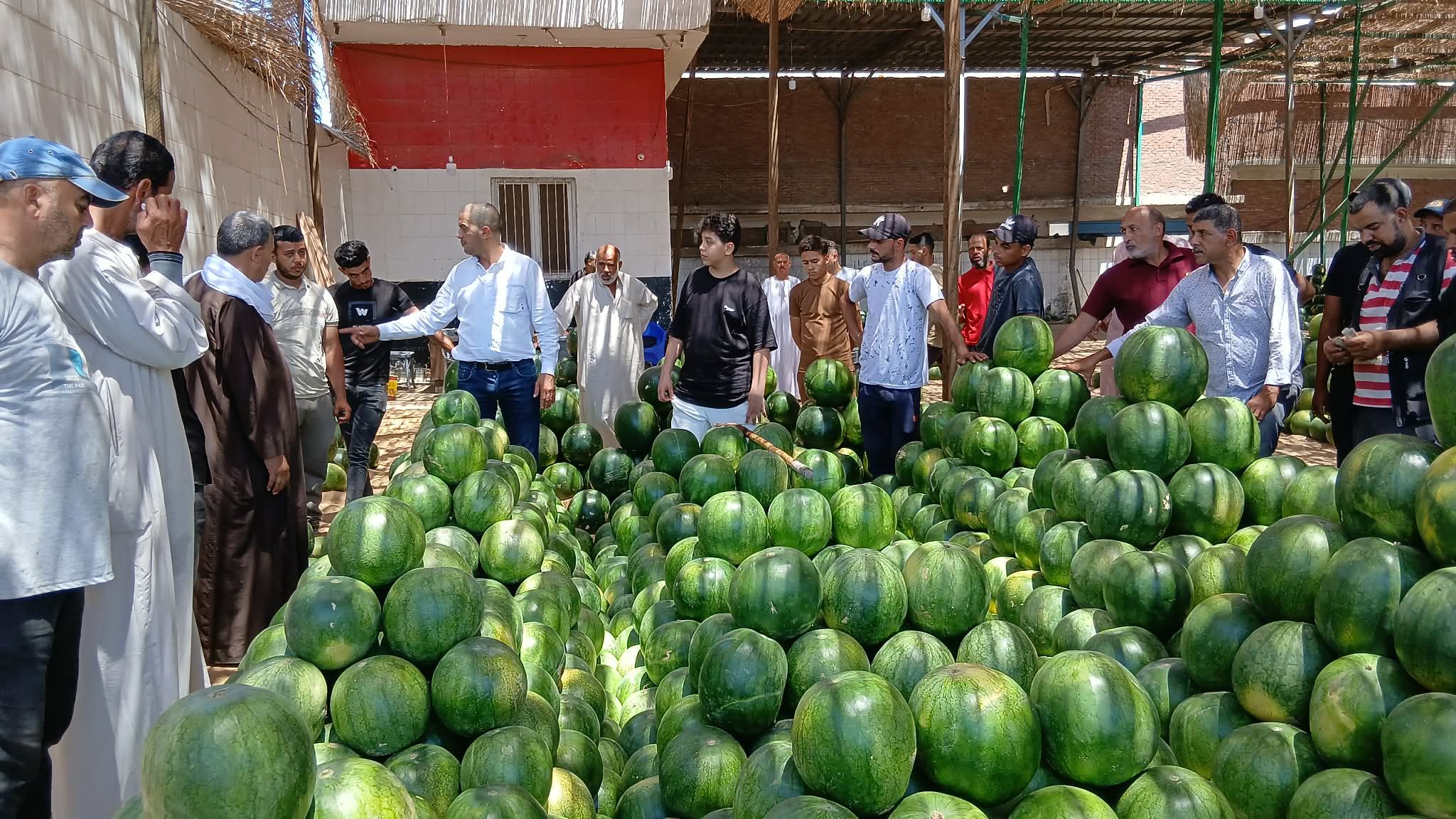 أحجام كبيرة للبطيخ في الإسكندرية أحجام كبيرة للبطيخ في الإسكندرية