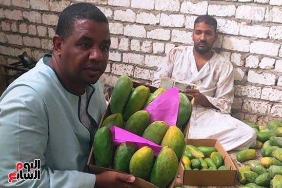 وضع كميات المانجا فى كراتين قبل توزيعها بالأسواق وضع كميات المانجا فى كراتين قبل توزيعها بالأسواق