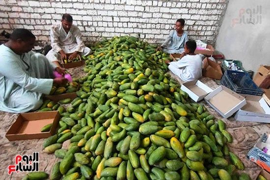 جبال المانجا الصديقة جاهزة للطرح فى الأسواق جبال المانجا الصديقة جاهزة للطرح فى الأسواق