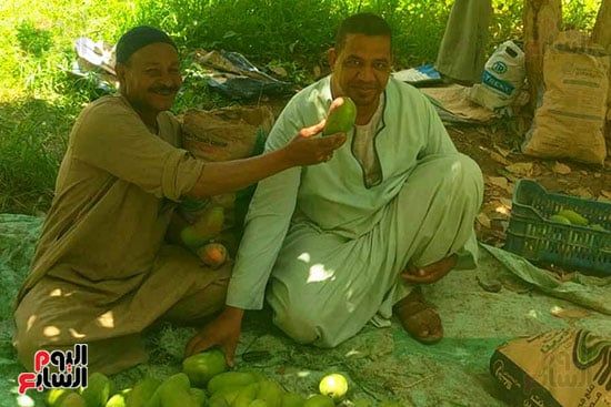 فرحة المزارعين فى موسم حصاد المانجا فرحة المزارعين فى موسم حصاد المانجا