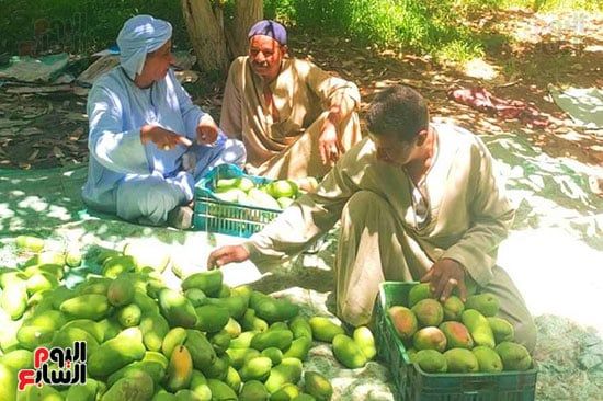 تجمع المزارعين فى الأقصر خلال جمع كميات المانجا تجمع المزارعين فى الأقصر خلال جمع كميات المانجا
