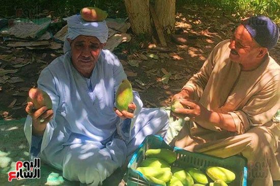 فرحة مزارع بدخول موسم حصاد المانجا فرحة مزارع بدخول موسم حصاد المانجا