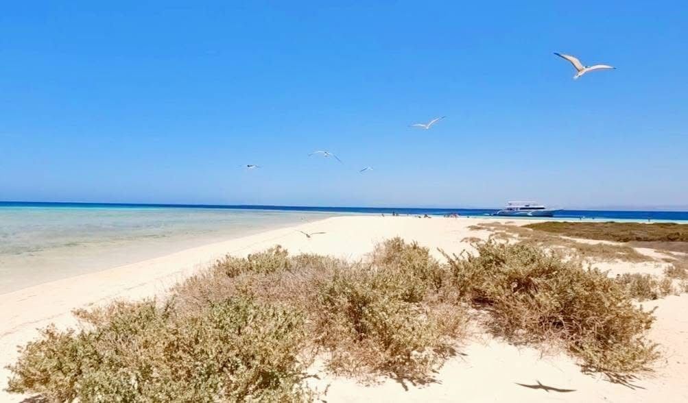 احد محطات الطيور المهاجرة احد محطات الطيور المهاجرة
