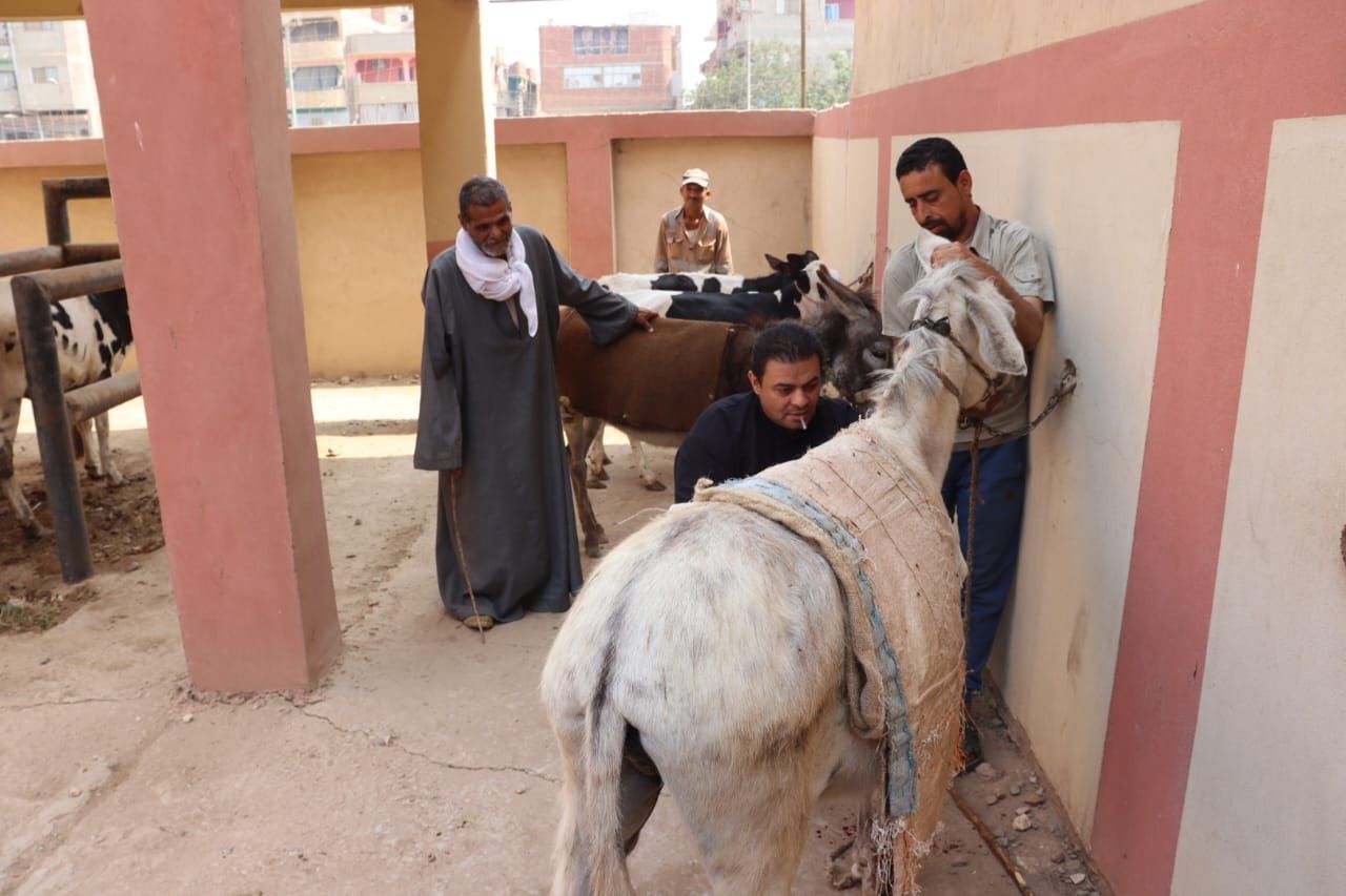 الكشف على الحيوانات بالقافلة الكشف على الحيوانات بالقافلة